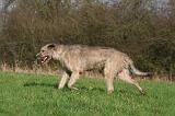 IRISH WOLFHOUND 350